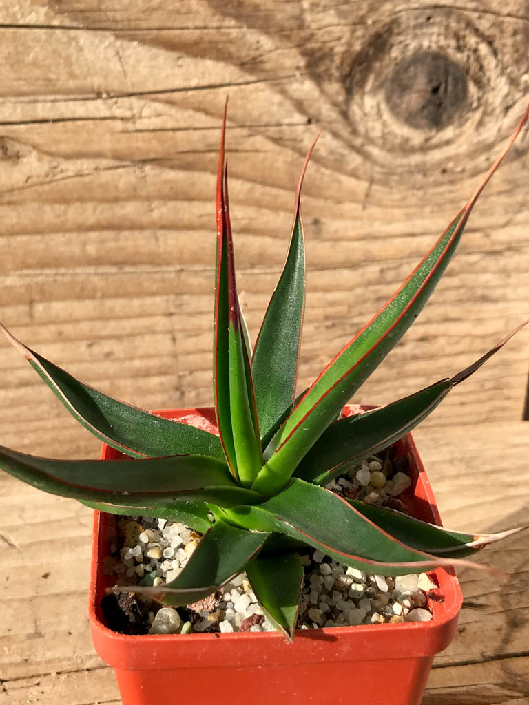 SHPR8197 Agave pelona - Obrázek 4