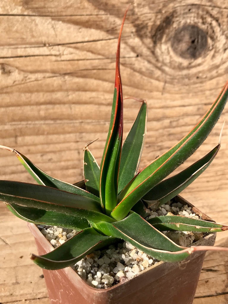 SHPR8197 Agave pelona - Obrázek 5