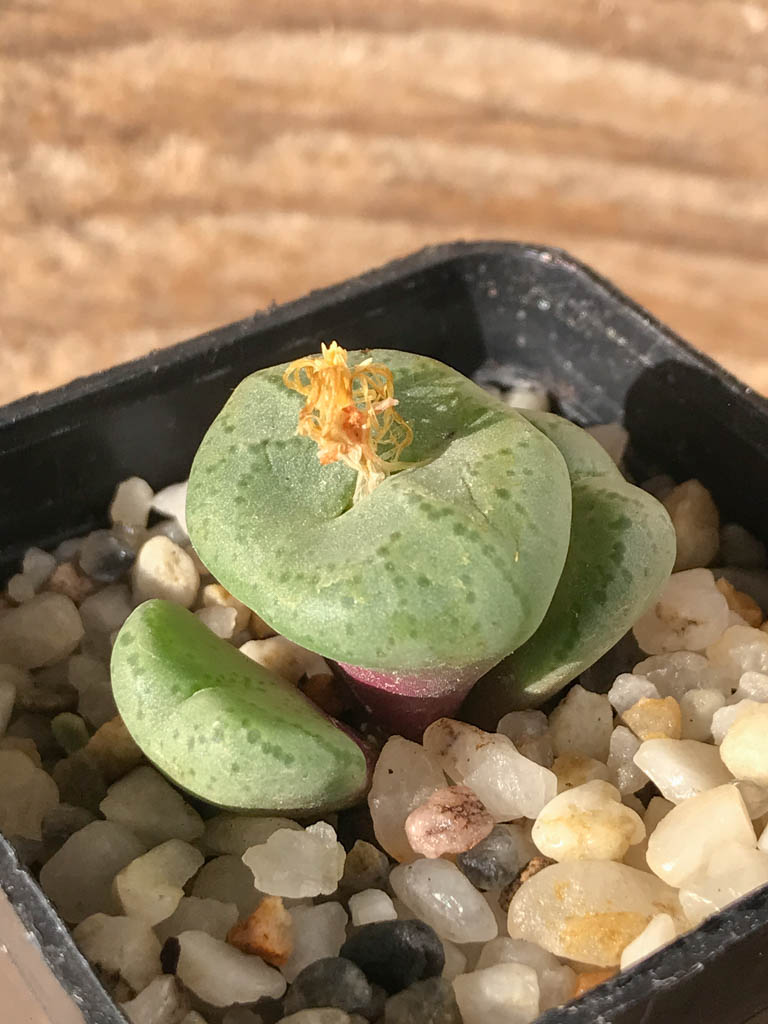 SHPR8198 Conophytum ficiforme, Worcester, South Africa