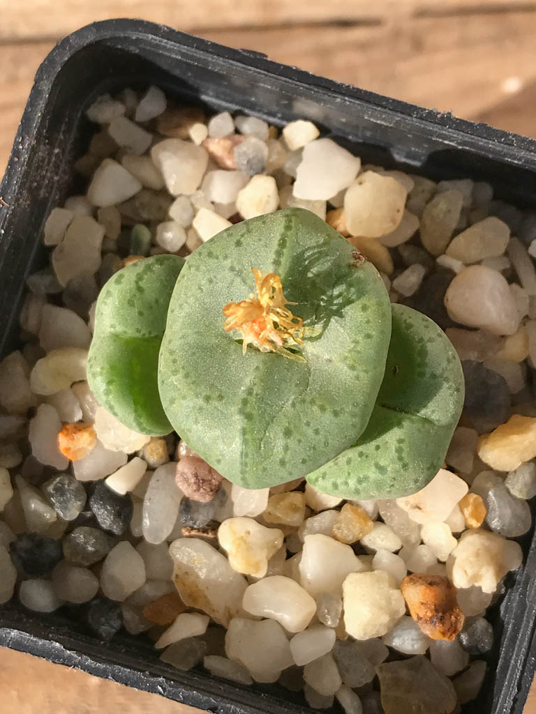 SHPR8198 Conophytum ficiforme, Worcester, South Africa - immagine 3