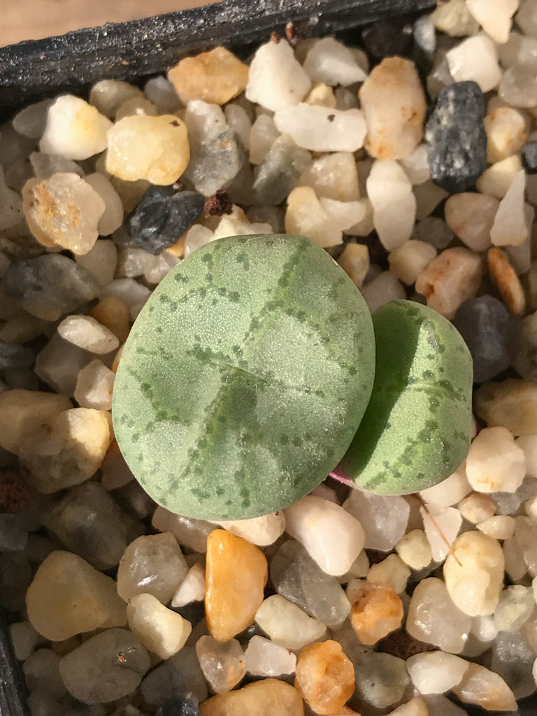 Conophytum ficiforme Worcester white flower コノフィツム フィシフォルメ 白花 Conophytum ficiforme - World of Succulents