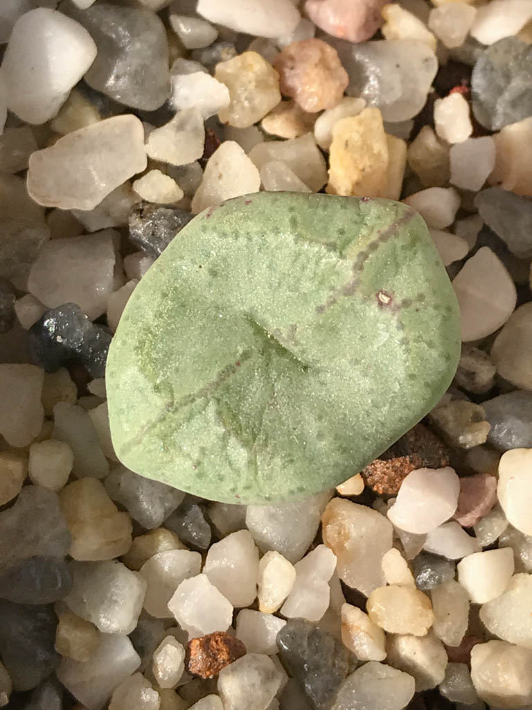 SHPR8198 Conophytum ficiforme, Worcester, South Africa - immagine 5