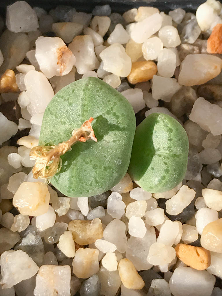 SHPR8198 Conophytum ficiforme, Worcester, South Africa - immagine 6