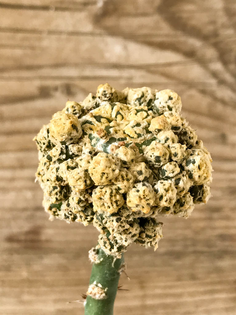 SHPR8205 Astrophytum asterias Super Kabuto V-type, yellow