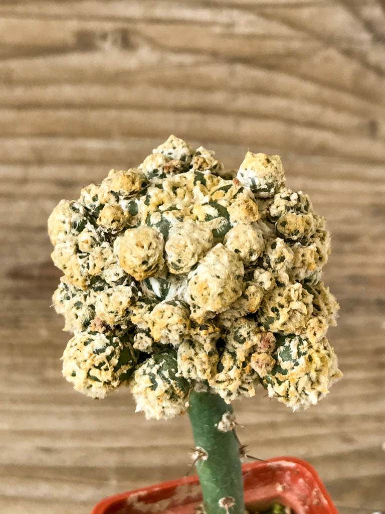 SHPR8205 Astrophytum asterias Super Kabuto V-type, yellow - Image 3