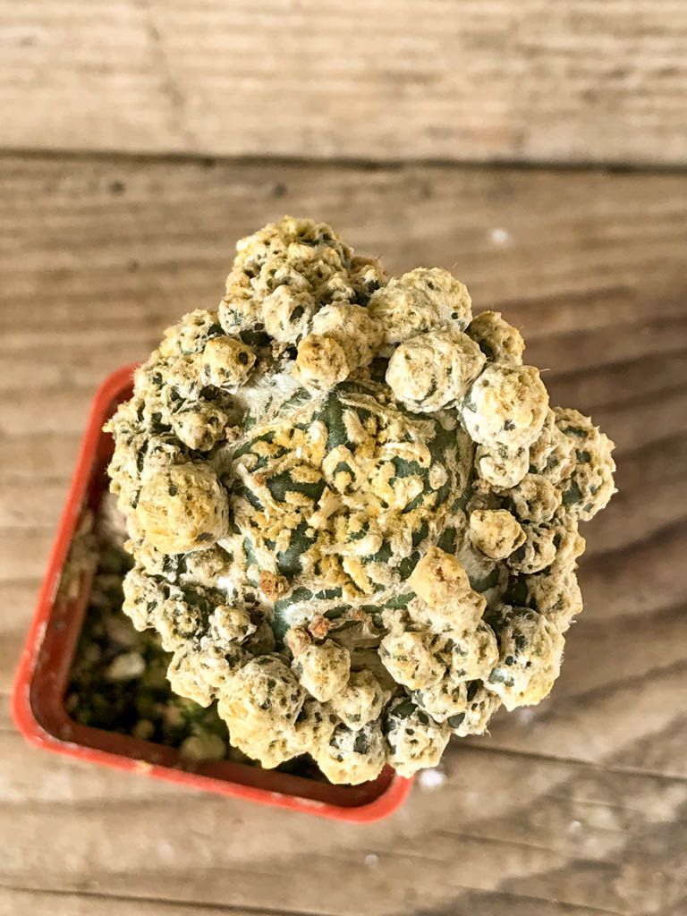 SHPR8205 Astrophytum asterias Super Kabuto V-type, yellow - Image 4