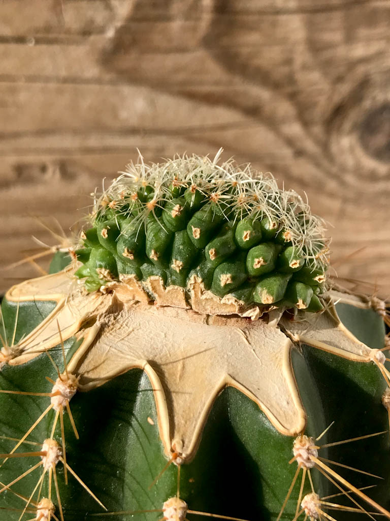 SHPR8208 Turbinicarpus knuthianus f. cristata, San Luis Potosi, Mexico - immagine 2