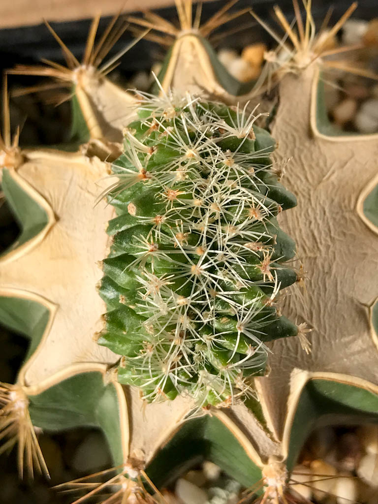 SHPR8208 Turbinicarpus knuthianus f. cristata, San Luis Potosi, Mexico