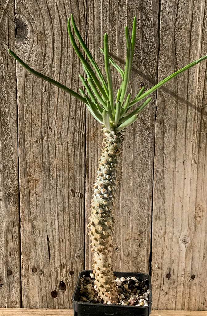 SHPR8209 Tylecodon wallichii