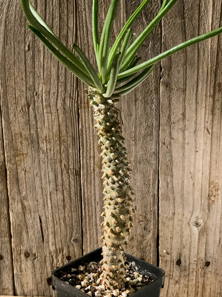 SHPR8209 Tylecodon wallichii - Image 3