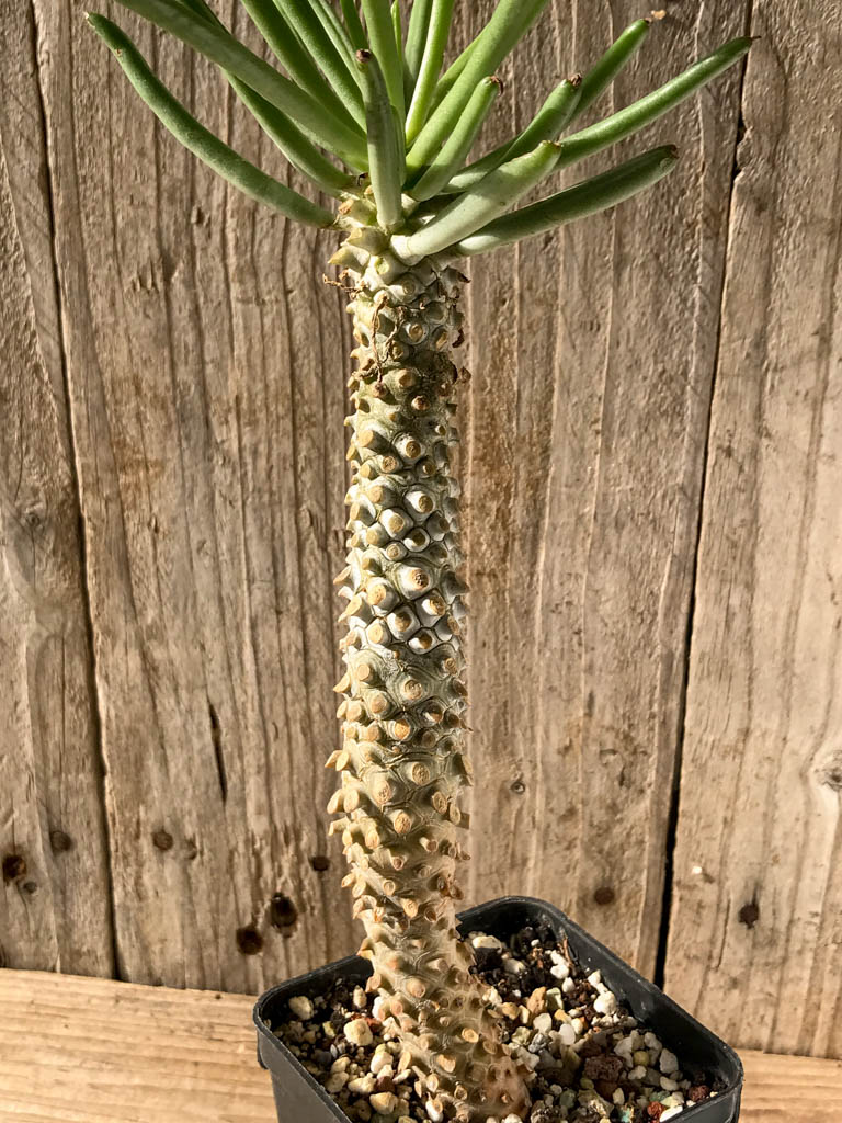 SHPR8209 Tylecodon wallichii - Image 4