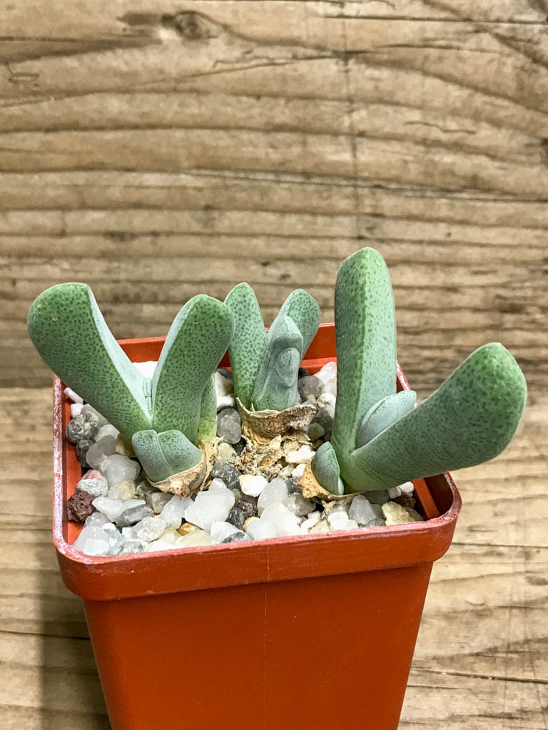 SHPR8211 Cheiridopsis purpurea, Hilda peak, South Africa - Image 2