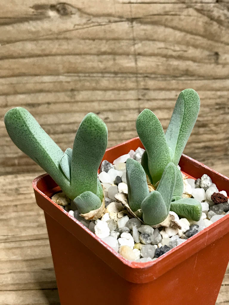 SHPR8211 Cheiridopsis purpurea, Hilda peak, South Africa