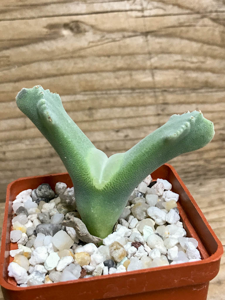 SHPR8213 Odontophorus nanus (primulinus), Aribes Poort, South Africa