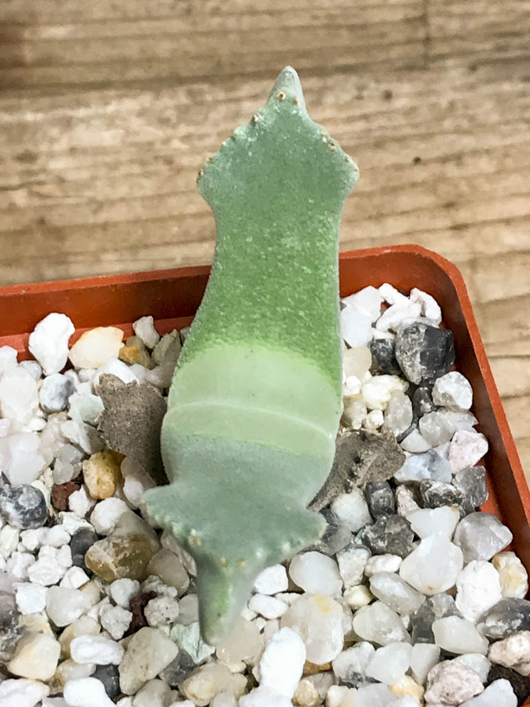 SHPR8213 Odontophorus nanus (primulinus), Aribes Poort, South Africa - Image 3