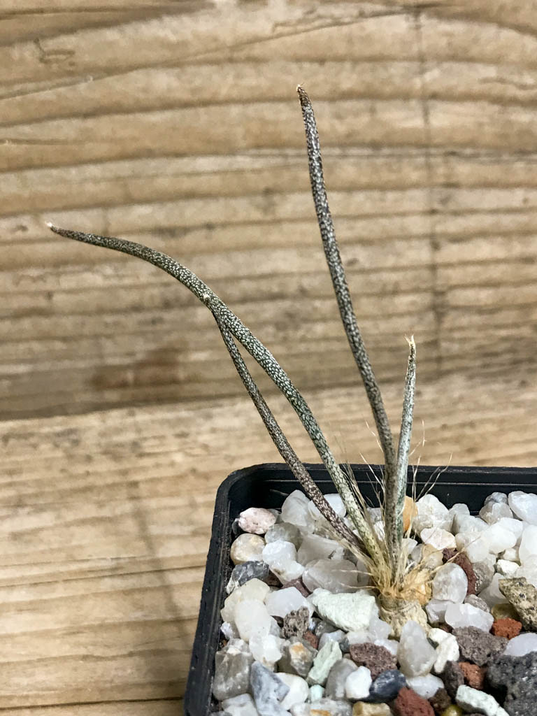 SHPR8216 Astrophytum Digitostigma caput-medusae PP 1569, El Herrero, Mexico