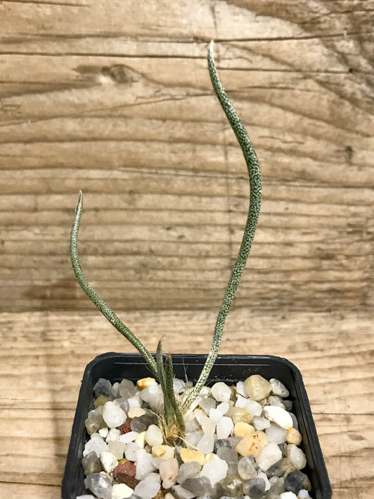 SHPR8216 Astrophytum Digitostigma caput-medusae PP 1569, El Herrero, Mexico - Image 3
