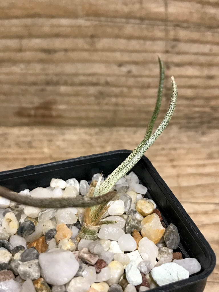 SHPR8216 Astrophytum Digitostigma caput-medusae PP 1569, El Herrero, Mexico - Image 4