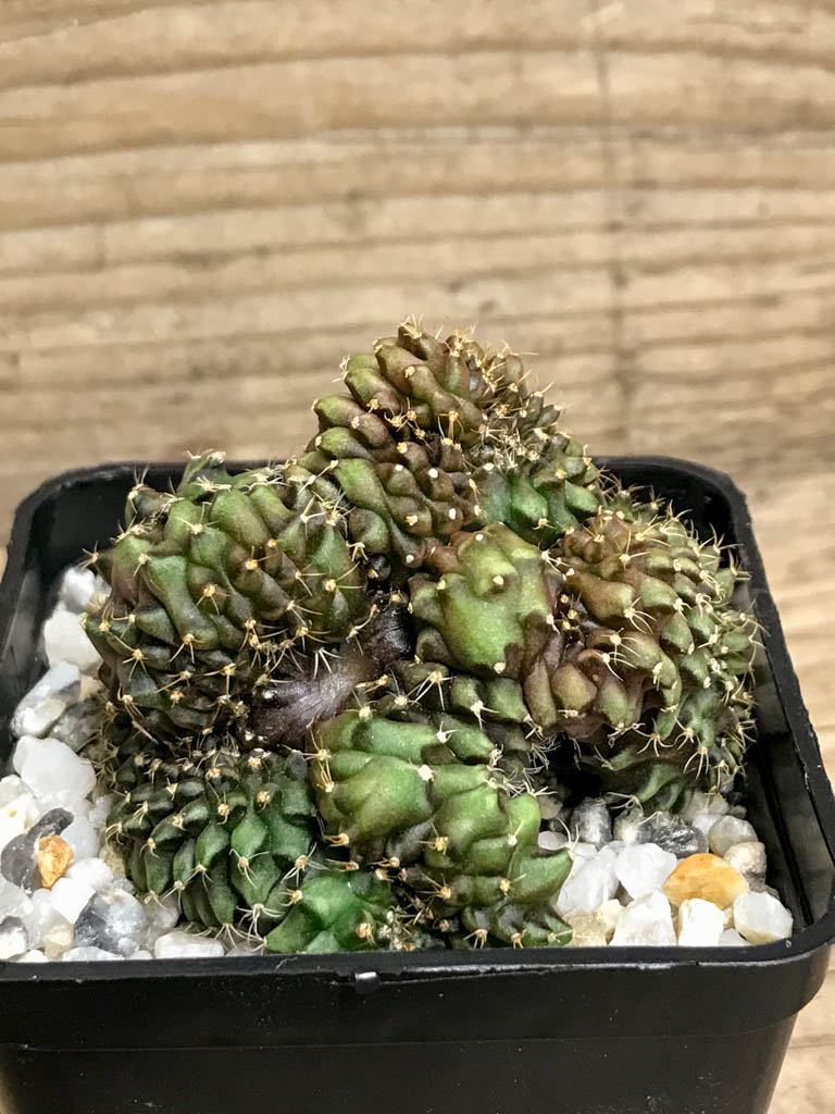 SHPR8218 Gymnocalycium hybrid ‘inermis’ f. cristata - Image 2