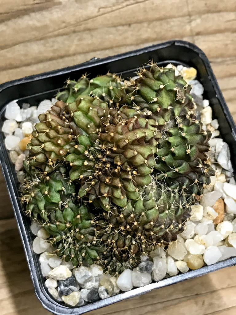SHPR8218 Gymnocalycium hybrid ‘inermis’ f. cristata - Image 3