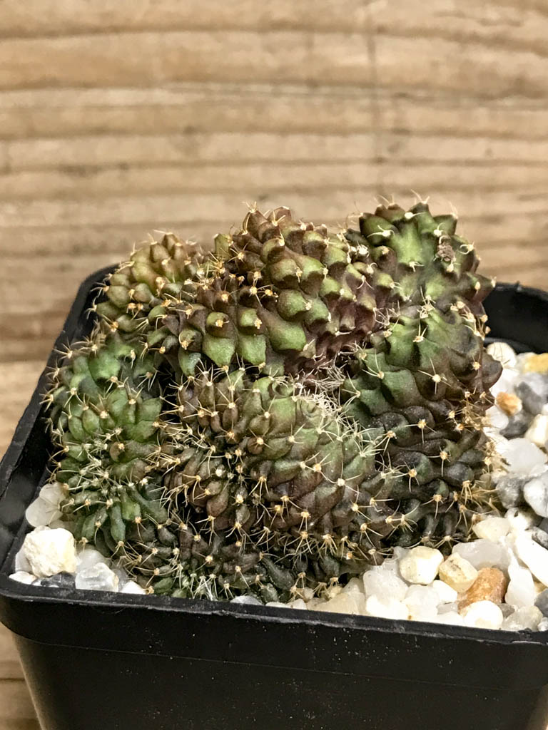 SHPR8218 Gymnocalycium hybrid ‘inermis’ f. cristata