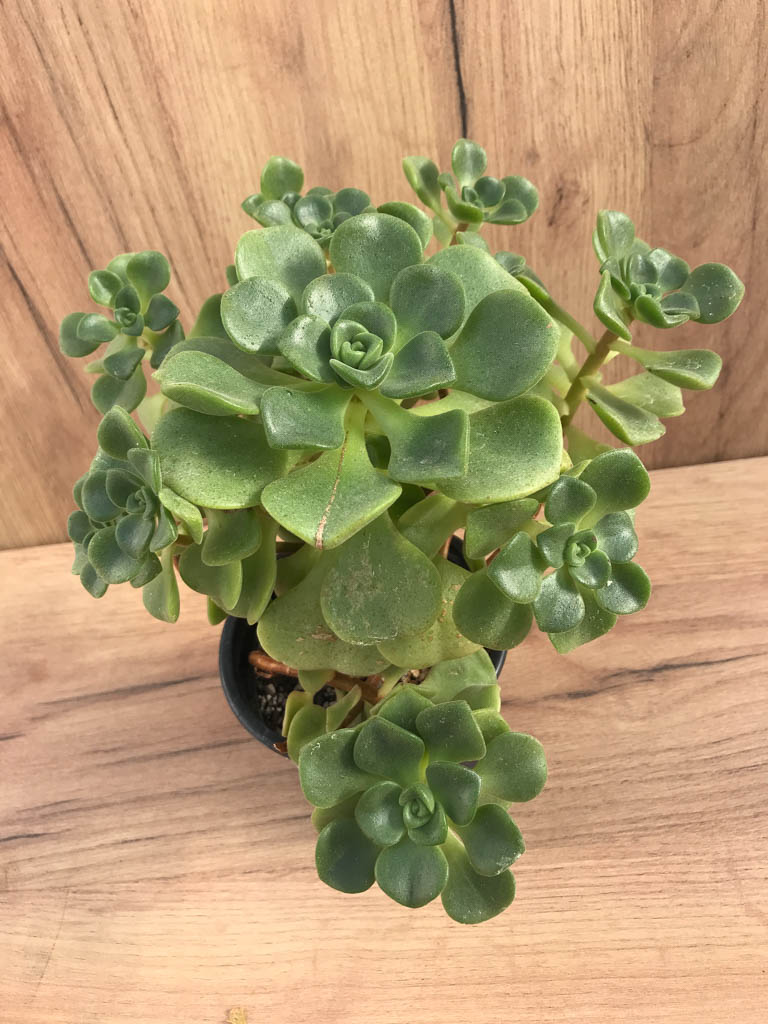 SHPR8220 Aeonium ‘Lily Pad’ - Imagen 2