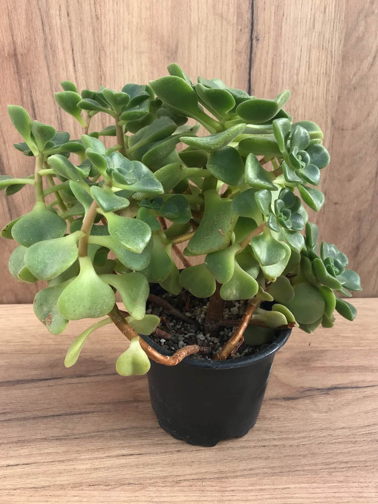 SHPR8220 Aeonium ‘Lily Pad’ - Imagen 3