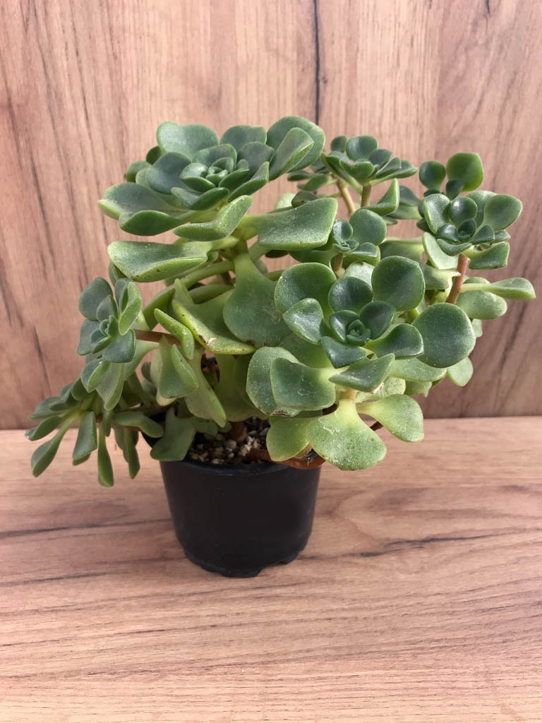 SHPR8220 Aeonium ‘Lily Pad’