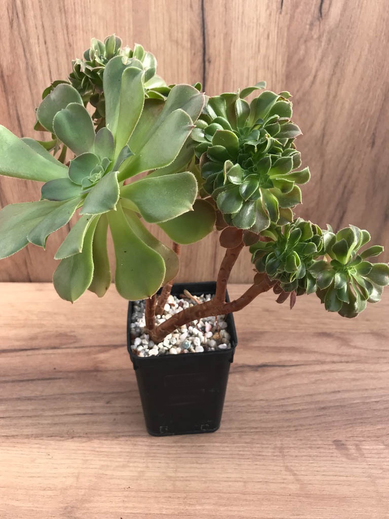 SHPR8226 Aeonium ‘Blushing Beauty’ f. cristata - immagine 2