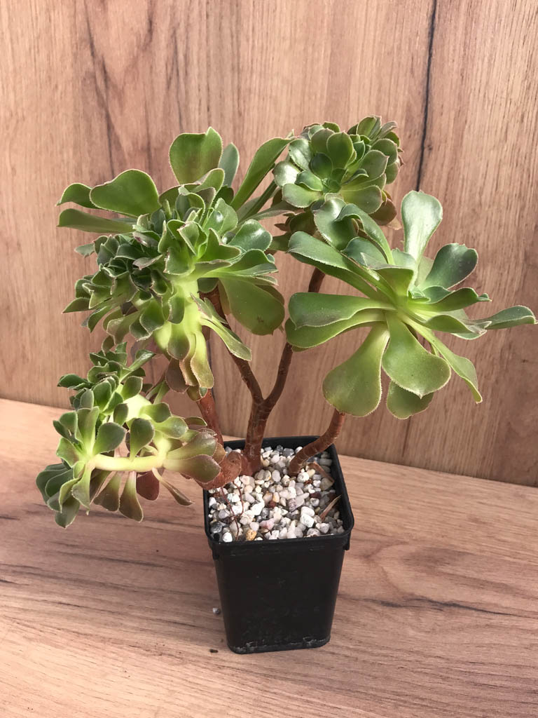 SHPR8226 Aeonium ‘Blushing Beauty’ f. cristata - immagine 3