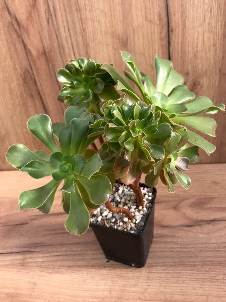 SHPR8226 Aeonium ‘Blushing Beauty’ f. cristata