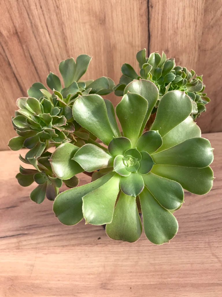 SHPR8226 Aeonium ‘Blushing Beauty’ f. cristata - immagine 5