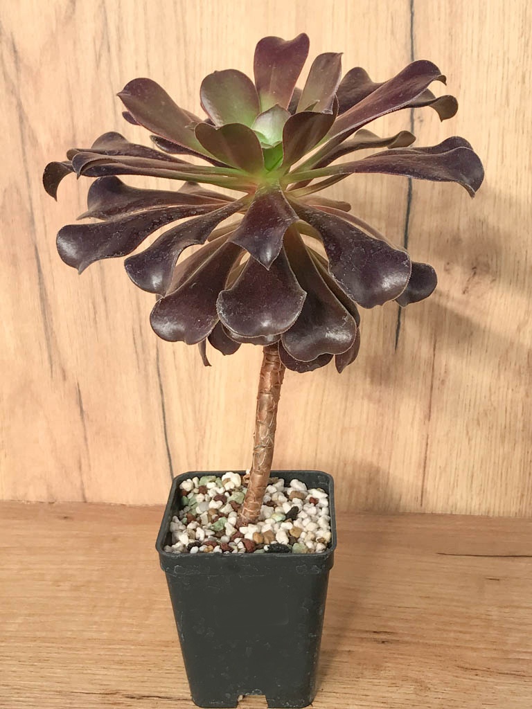 SHPR8229 Aeonium arboreum ‘Schwarzkopf’ / ‘Zwartkop’ - Image 2