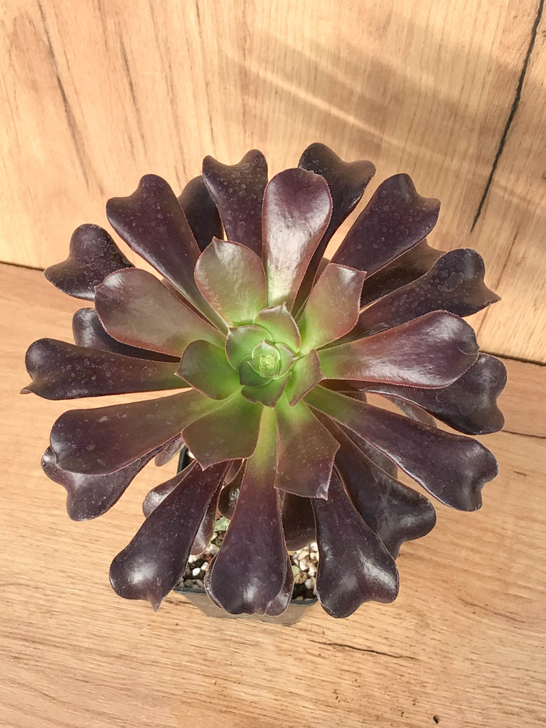 SHPR8229 Aeonium arboreum ‘Schwarzkopf’ / ‘Zwartkop’