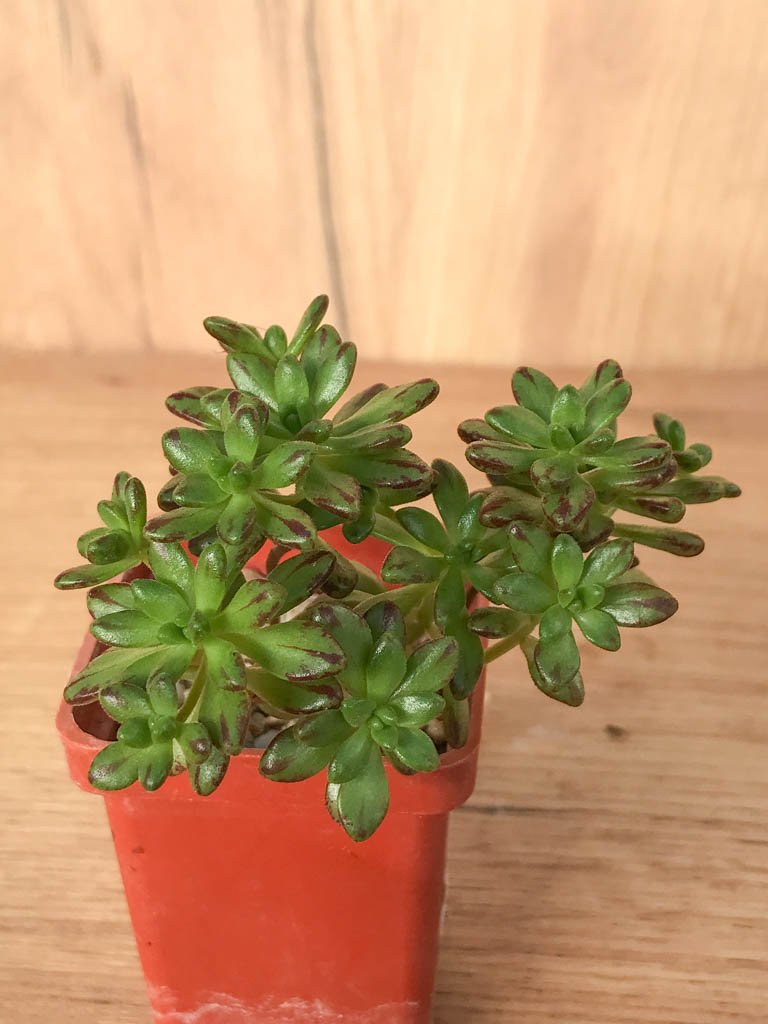 SHPR8233 Aeonium sedifolium - Image 2