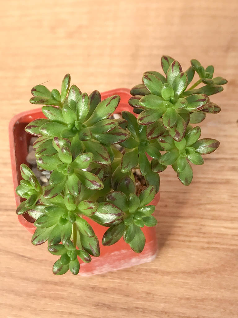 SHPR8233 Aeonium sedifolium