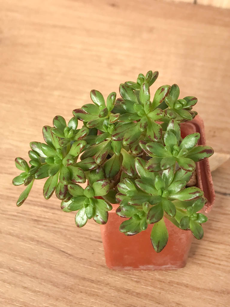 SHPR8233 Aeonium sedifolium - Image 4