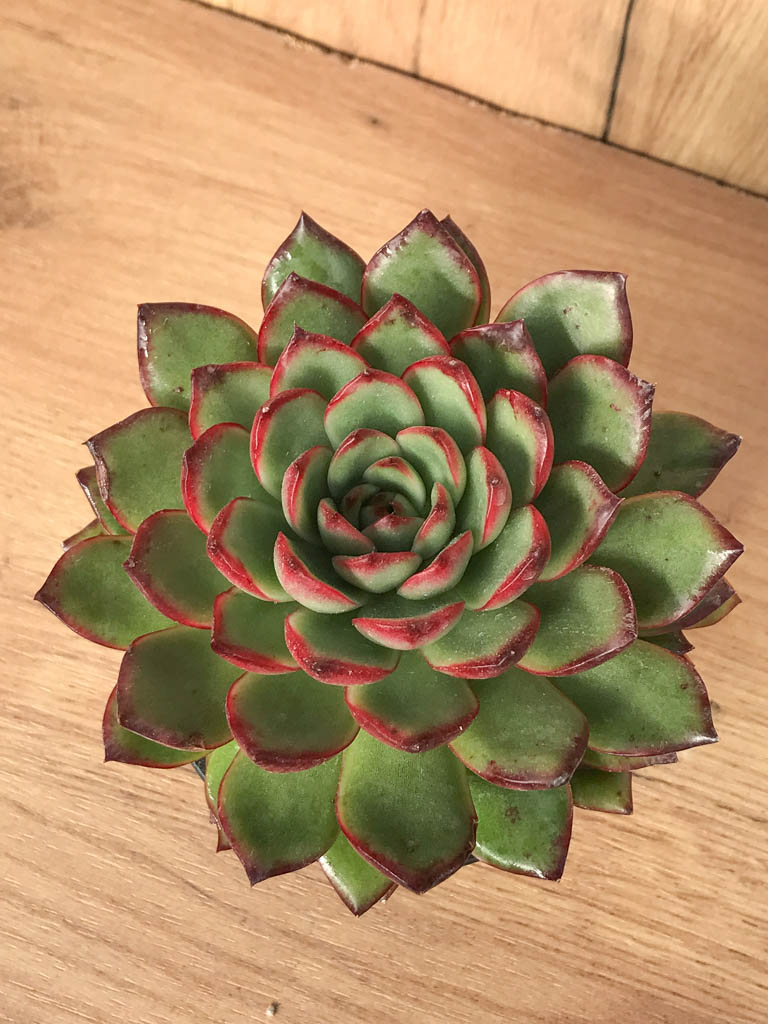 SHPR8237 Echeveria ‘Polaroid Anna’