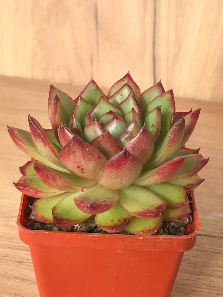 SHPR8238 Echeveria ‘Polaroid Anna’ - immagine 2