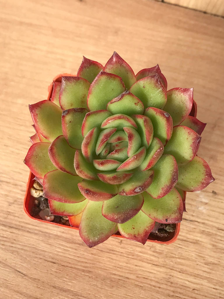 SHPR8238 Echeveria ‘Polaroid Anna’
