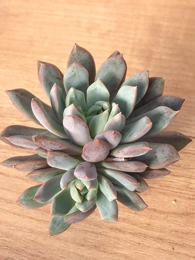 SHPR8244 Echeveria hybrid