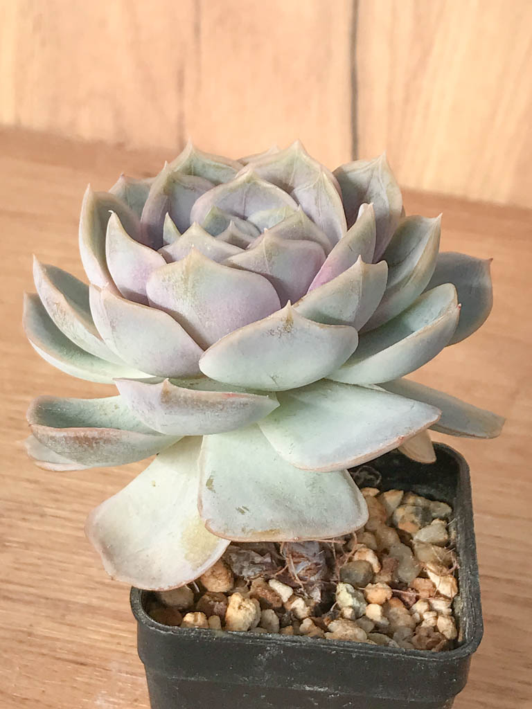 SHPR8246 Echeveria 'Blue surprise' - Imagen 2