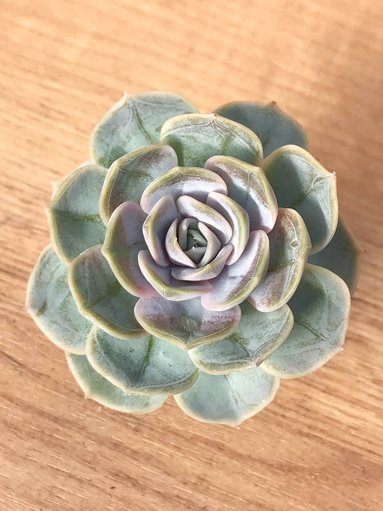 SHPR8246 Echeveria 'Blue surprise'