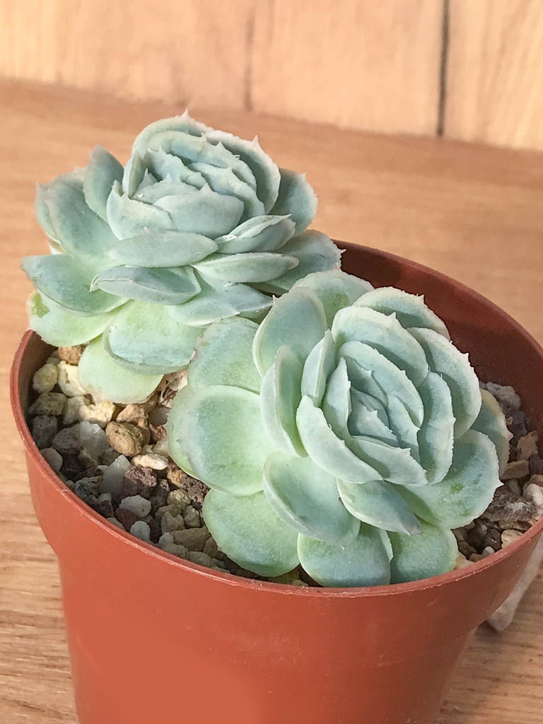 SHPR8247 Echeveria 'Hanatsukiyo' - Imagen 3