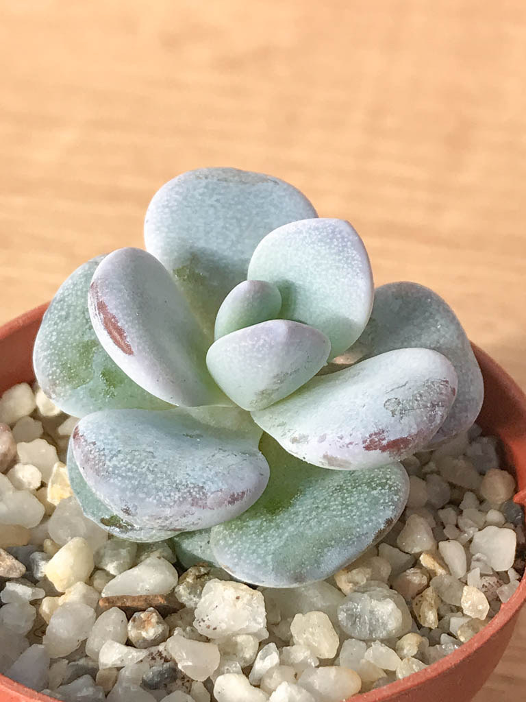 SHPR8249 Echeveria laui - immagine 2