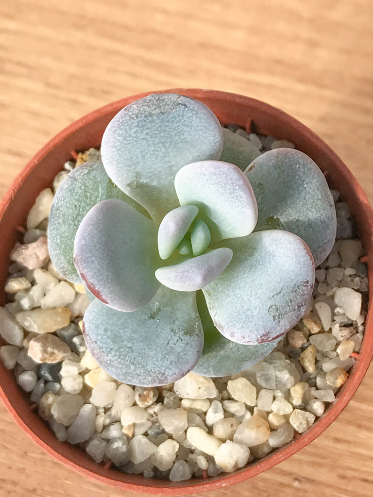 SHPR8249 Echeveria laui