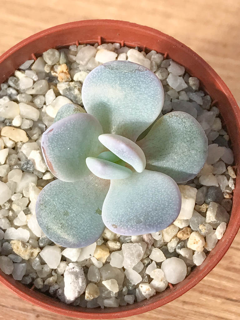 SHPR8249 Echeveria laui - immagine 4