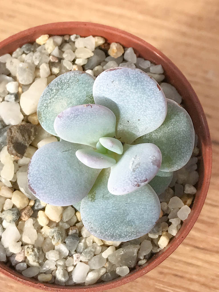 SHPR8249 Echeveria laui - immagine 5