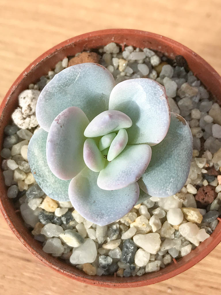 SHPR8249 Echeveria laui - immagine 6