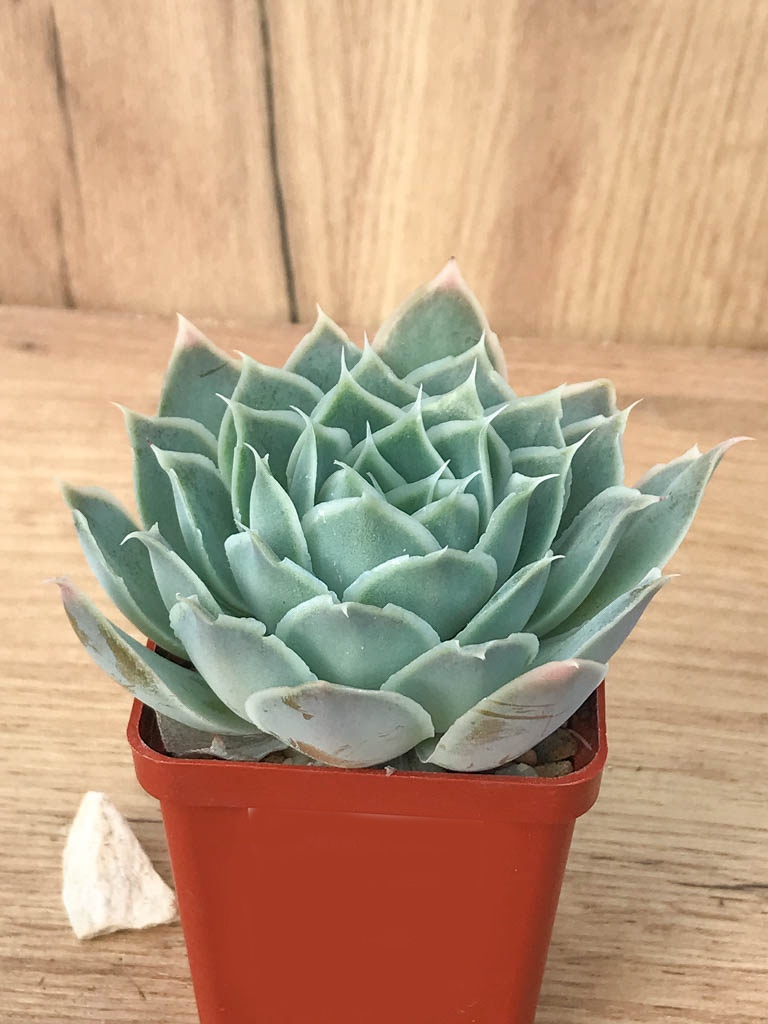 SHPR8252 Echeveria simulans ‘Ascension’ - immagine 2